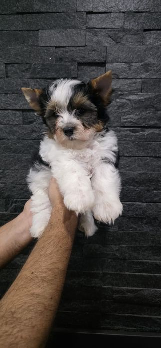 Biewer Terrier macho