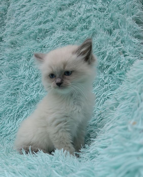 Kotka Ragdoll    .