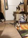 Przecudowne kociaczki do adopcji