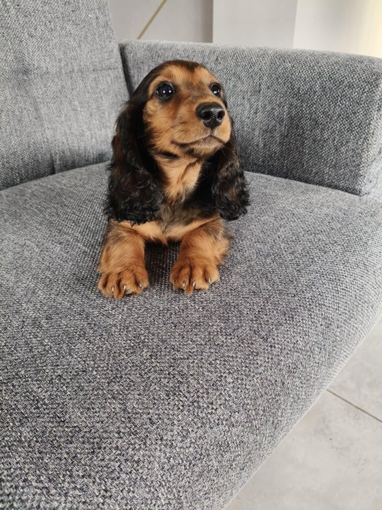Jamnik długowłosy miniaturowy suczka
