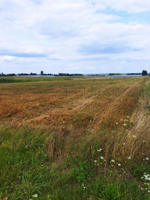 Działka budowlana Płoskie
