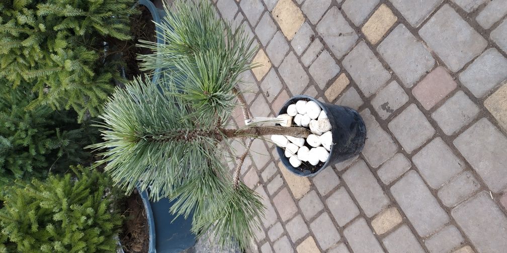 Сосна Pinus jeffreyi Joppi