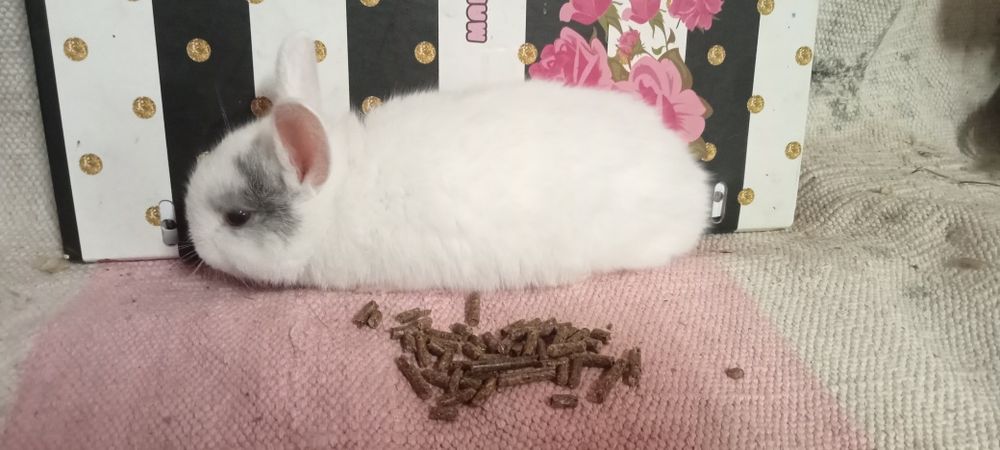 Entrega de coelhos anões em Coimbra