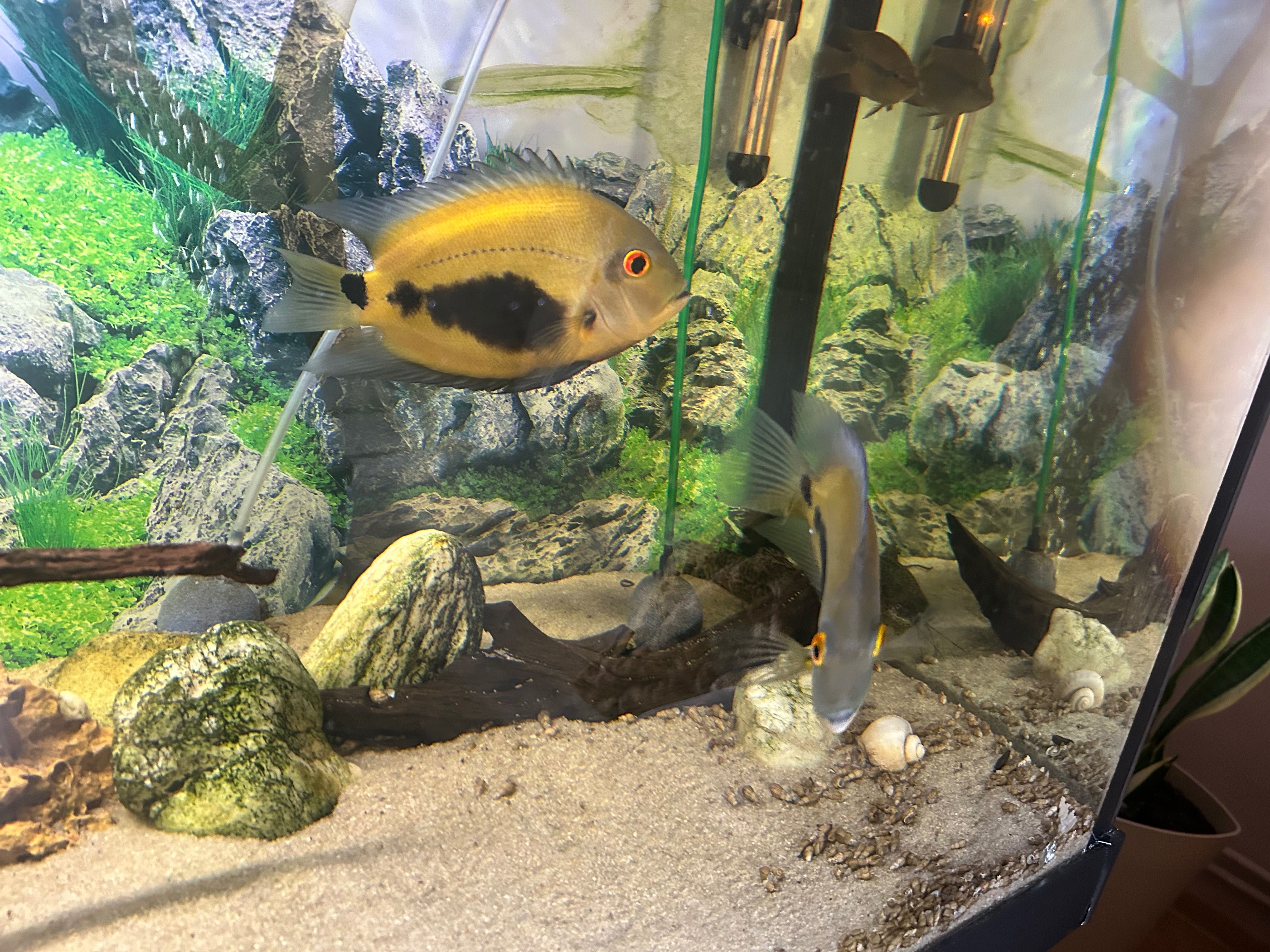 Uaru,severum rotkiel,frontosa,zbrojnik lamparci