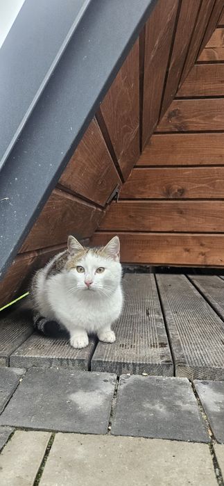 Кошенята в добрі руки