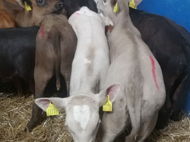 Cielaki mięsne byczki jałóweczki