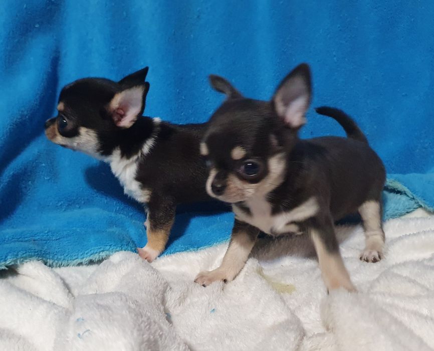 Гладкошерстные братья подпалые