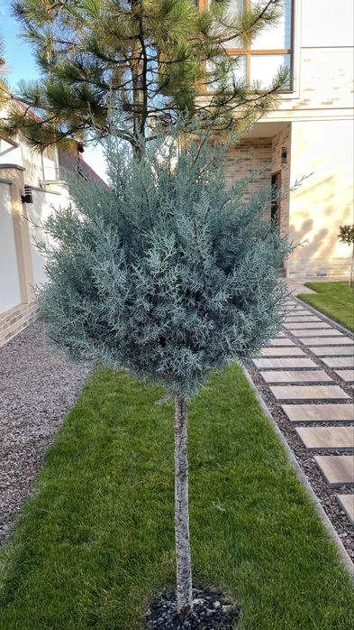 Стрижка туй, кустарников Одесса