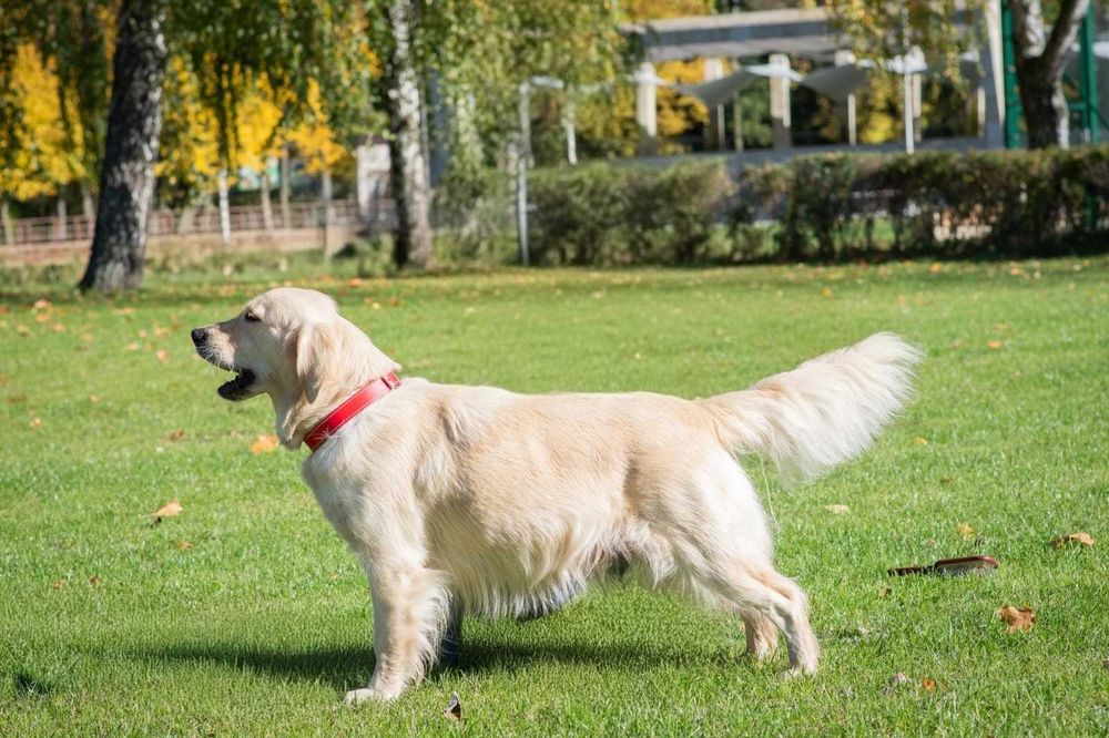Golden Retriever ZKwP FCI