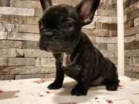 Buldog francuski  morengo piesek
