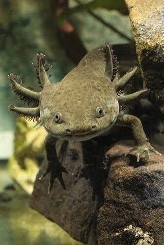 Axolote preto crstao