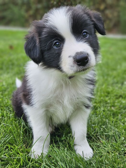Szczenięta Border Collie ZKwP/FCI