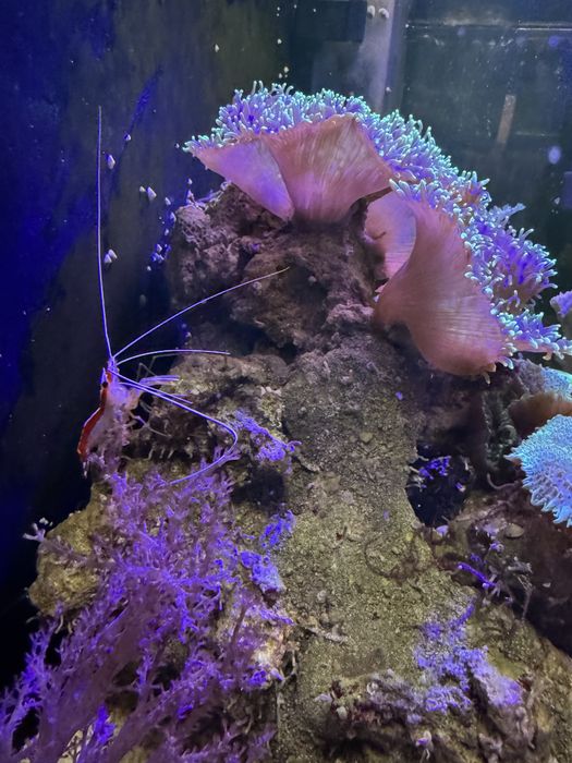 Морський акваріум корали риба клоун креветка