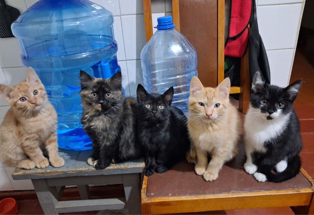 Класні котани в добрі руки