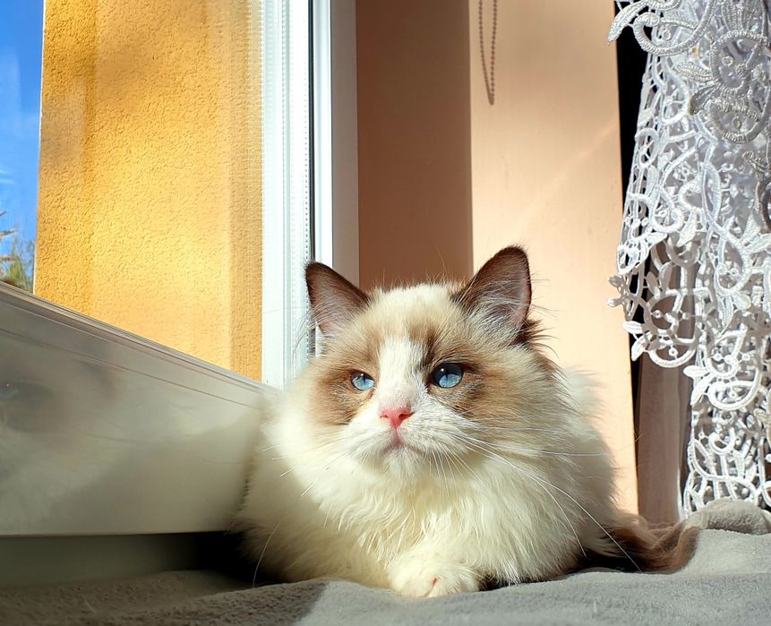 Słodka kotka Ragdoll FPL