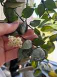 Hoya Krochniana Eskimo silver pęd cięty