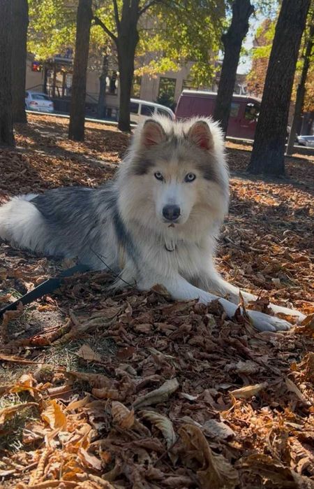 Віддам хаскі-дівчинку в добрі руки!