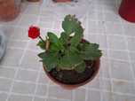FLOR-DA-FORTUNA- 3.99€