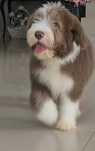 bearded collie Płowy(beżowy)FCI