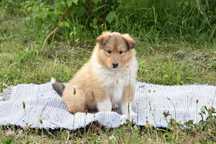 Owczarek szkocki długowłosy collie (ZKwP/FCI) suczka