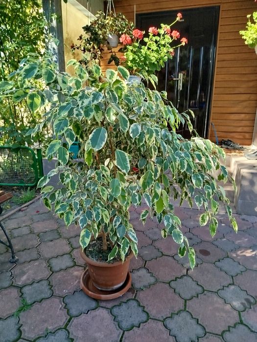 Продам фікус Бенджаміна.