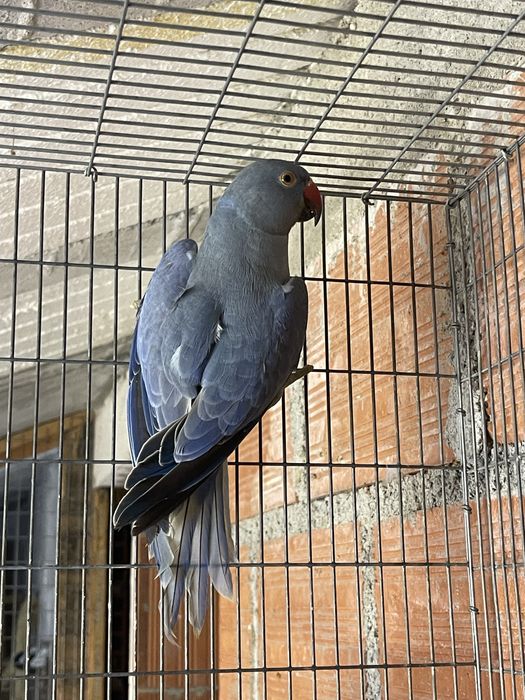 Ringneck Esmeralda * VENDA URGENTE*