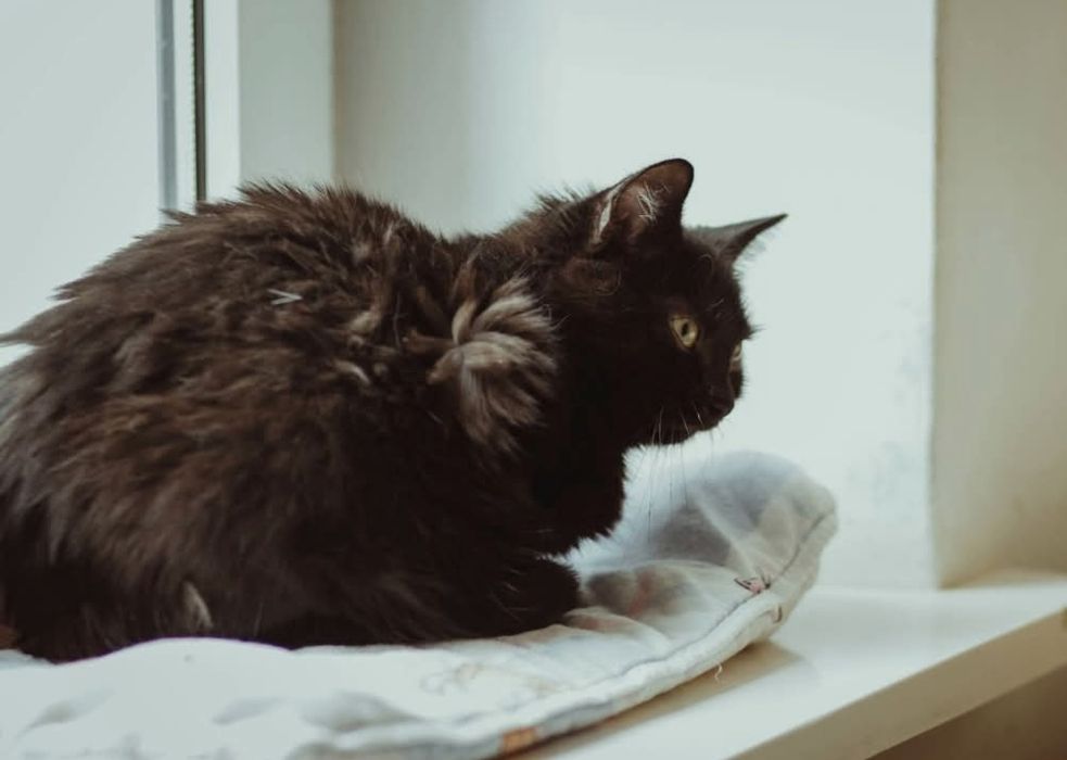 Budda wyjątkowy kocurek szuka domu