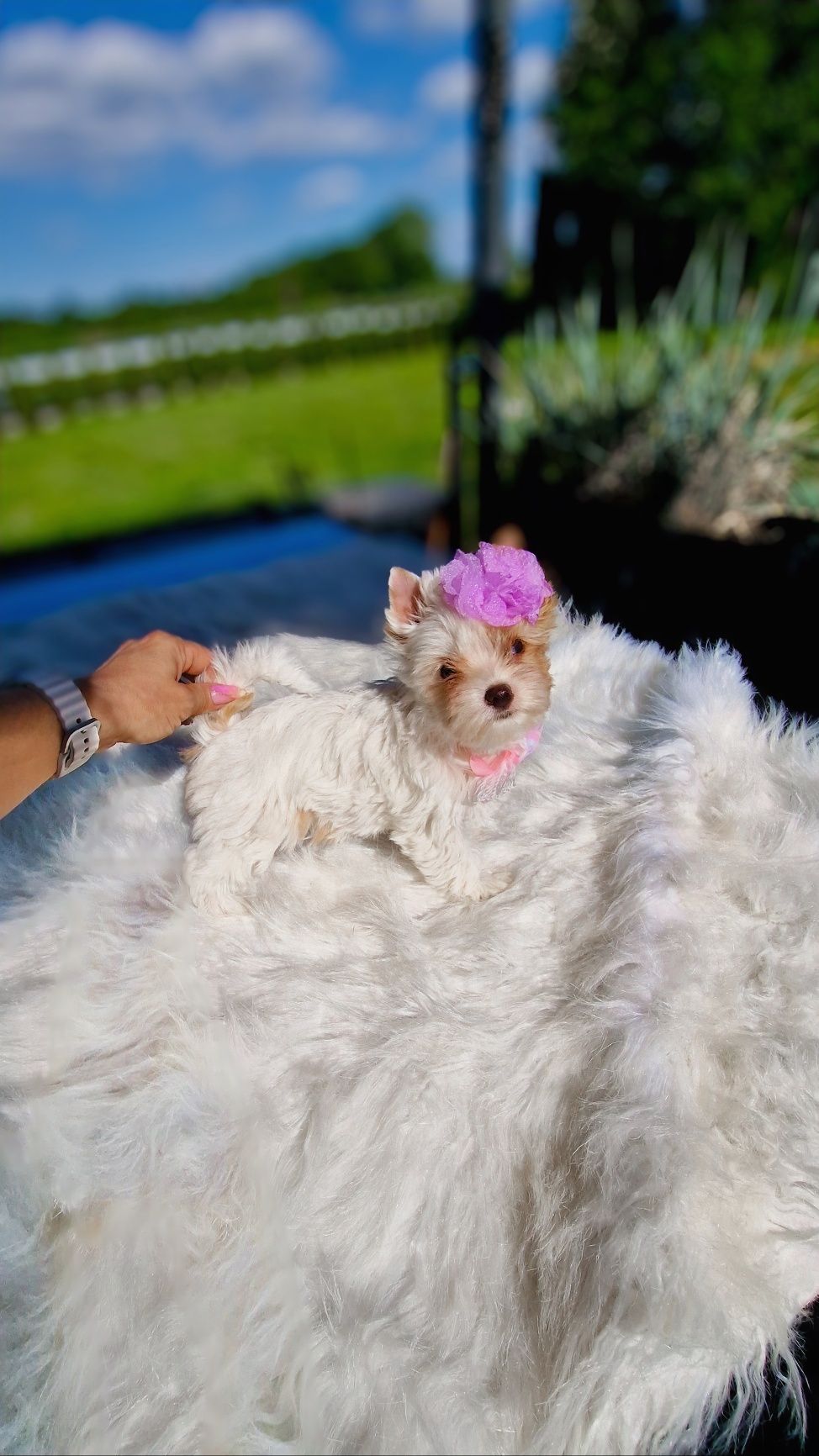 Wyjątkowa lalka Yorkshire Terrier – szkolona, gotowa do odbioru!