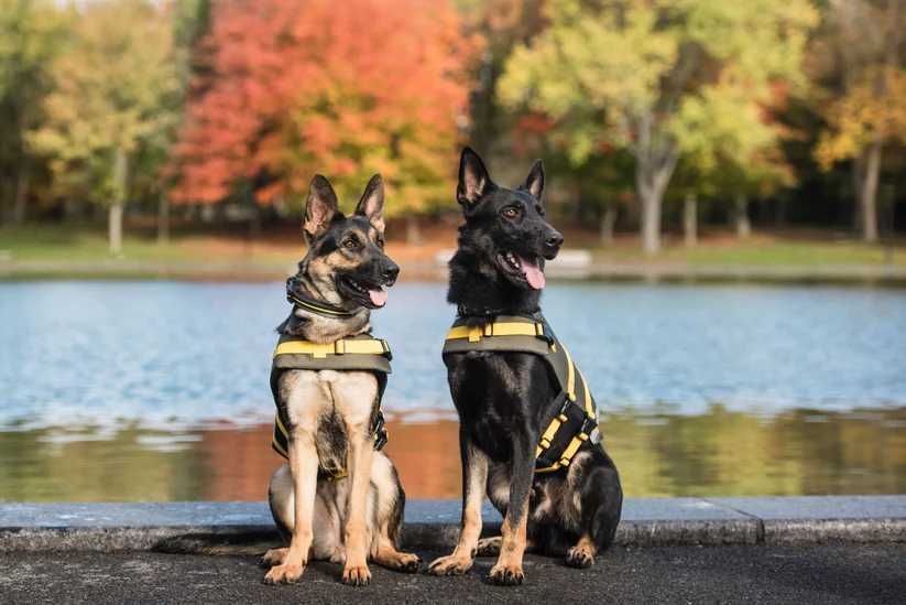 NOVO - Colete salva-vidas para cães do Exército dos EUA - Verde Escuro