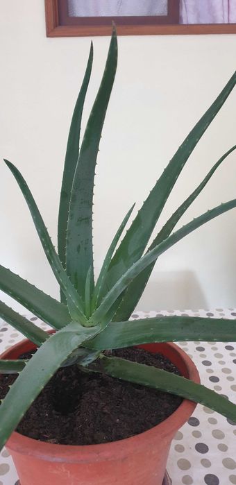 Planta Aloe Vera
