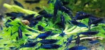 Neocaridina Blue Velvet - pakiet 15 sztuk