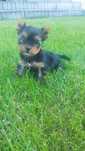 Yorkshire terrier miniaturka