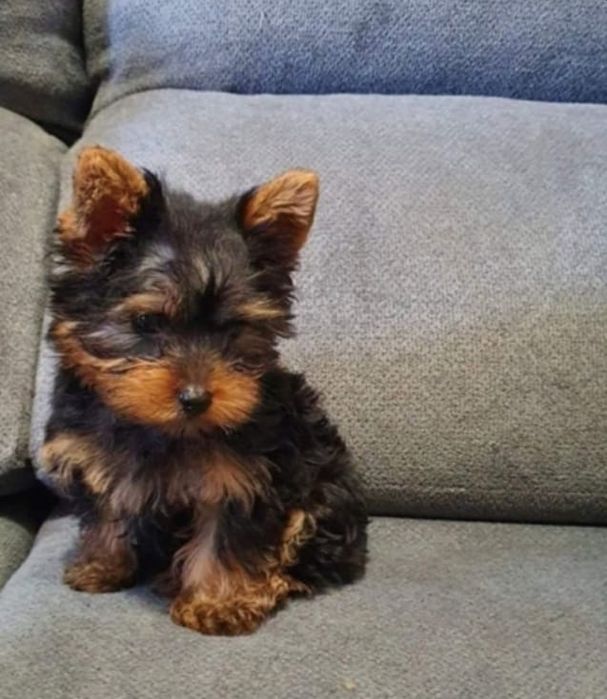 Yorkshire terrier menino miniatura