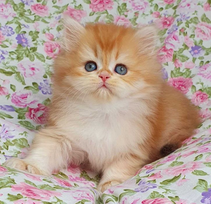 Золоті Британські довгошерсті хлопчик Круасан та Карамелька