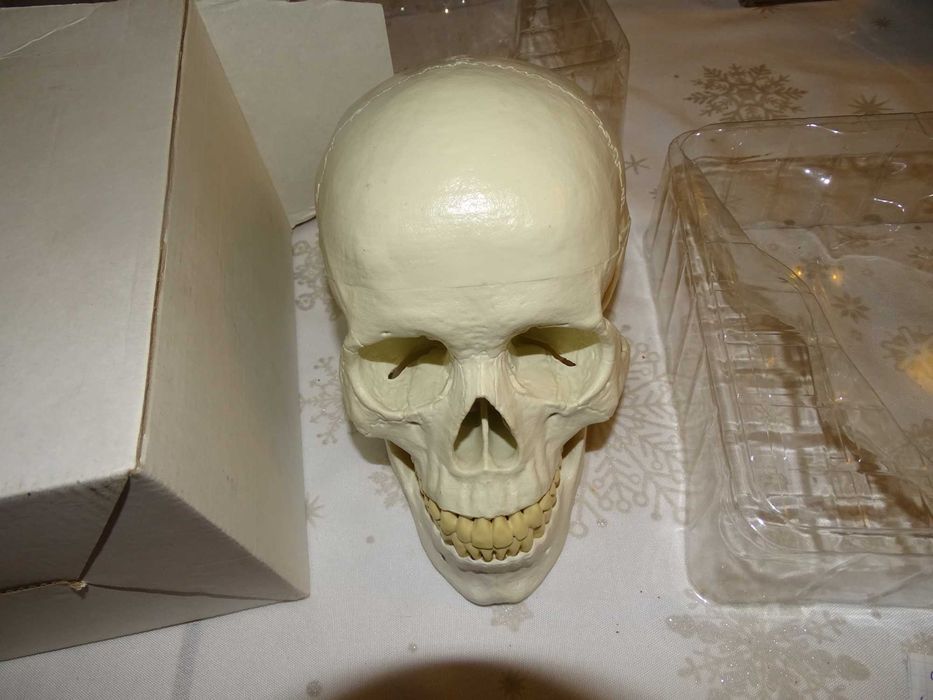anatomiczny model czaszki  dorosłego człowieka