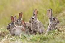 Coelhos  criação no campo
