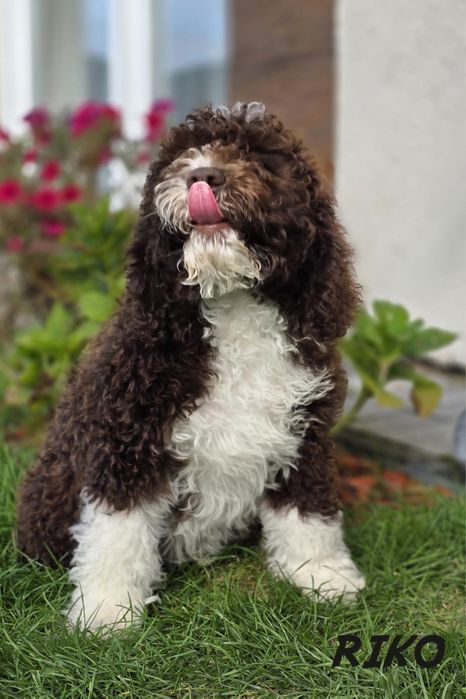 Hiszpański Pies Dowodny FCI