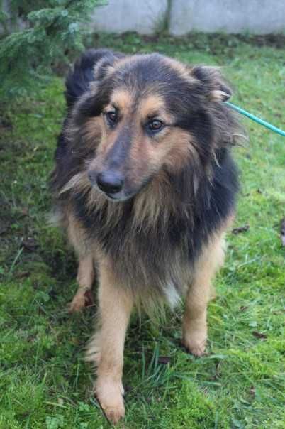 097109 Armin do adopcji