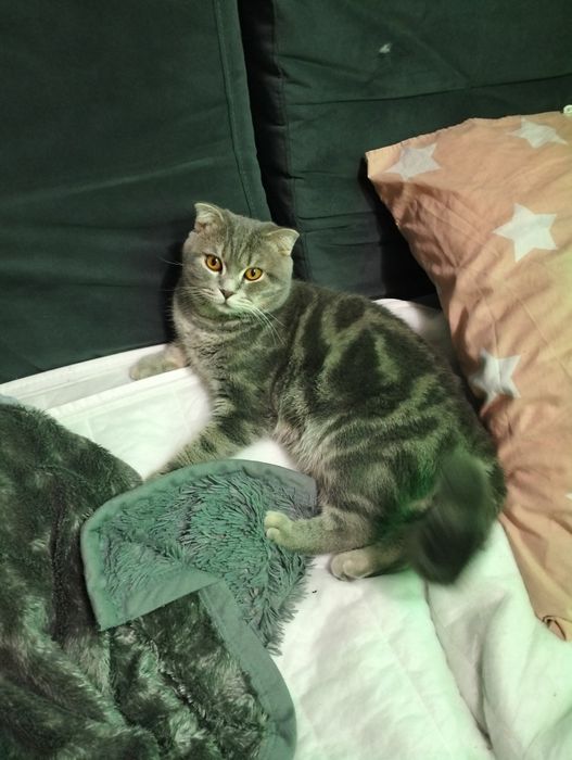 Кіт Міша шукає собі кицю для в'язки дуже хороший котик породи Шотланец