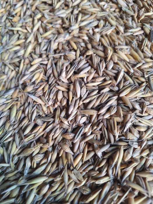 Mieszanka zbożowa (owies , jęczmień)