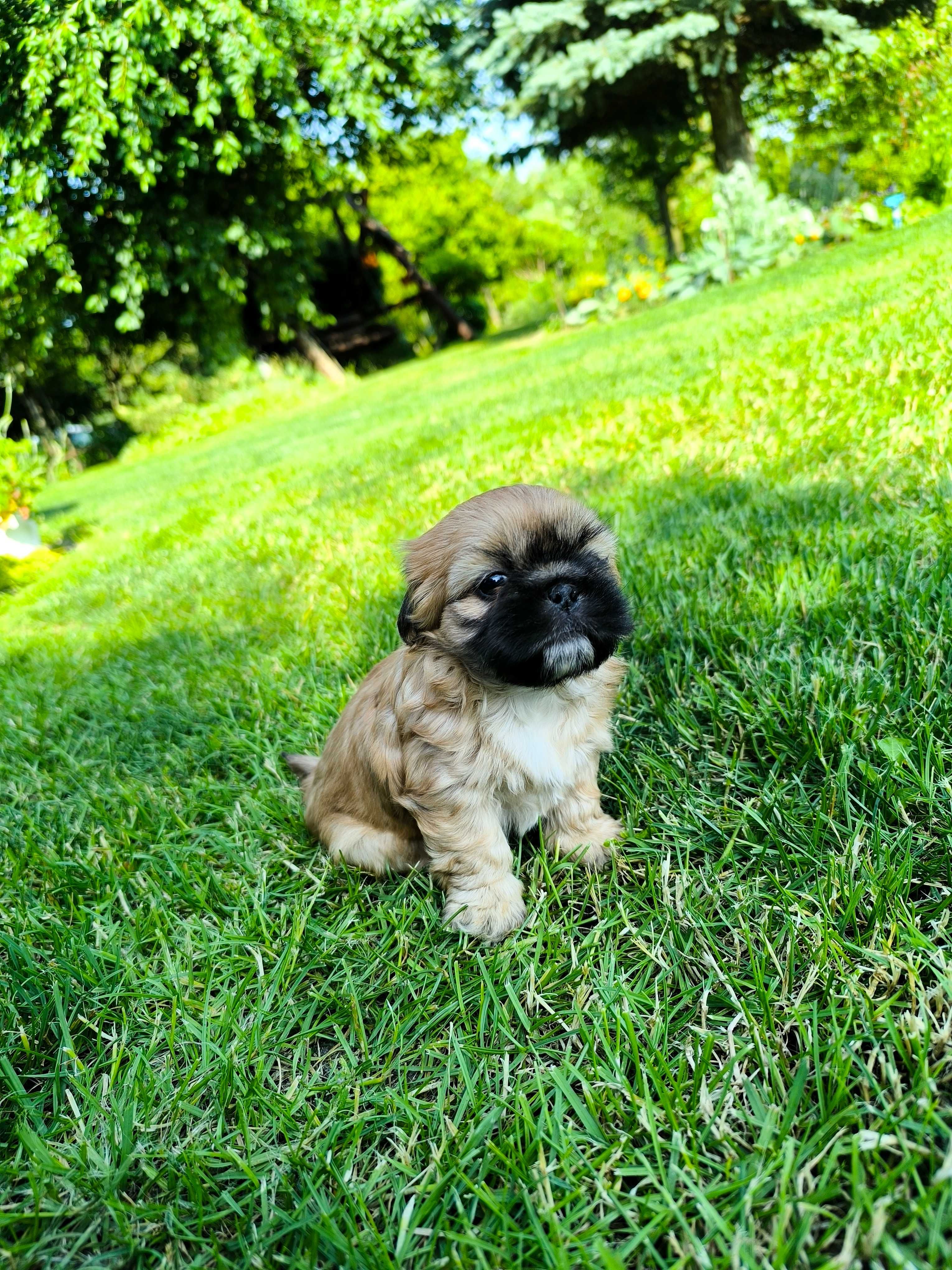 Shih-Tzu (Piesek)