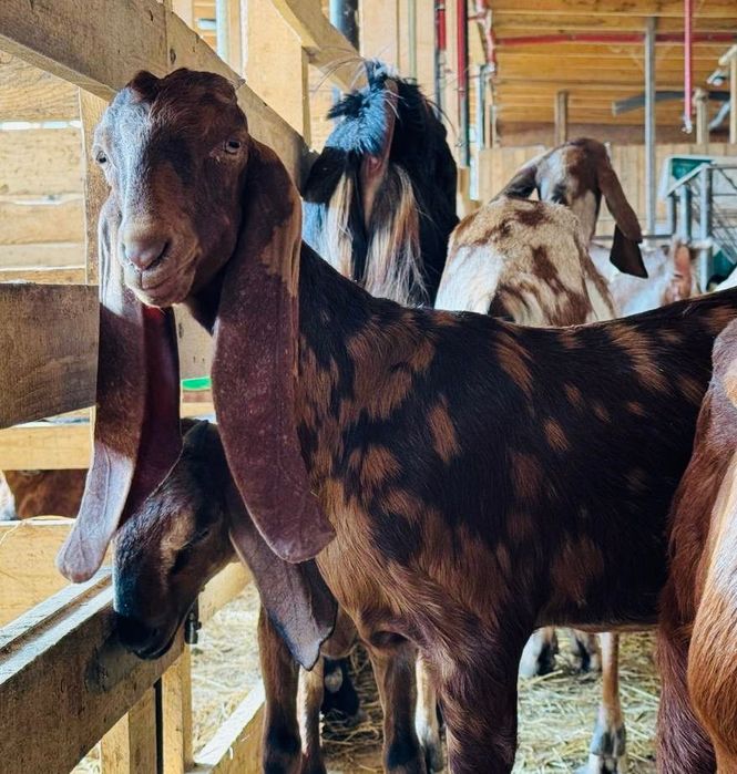 КАМОРІ 50% та 75%