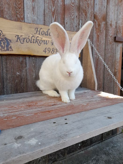 Króliki belgijskie białe