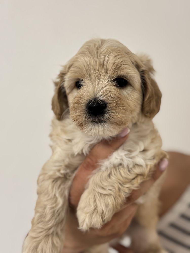 Мальтіпу ф1 пудель, мальтезе, мальтипу maltipoo