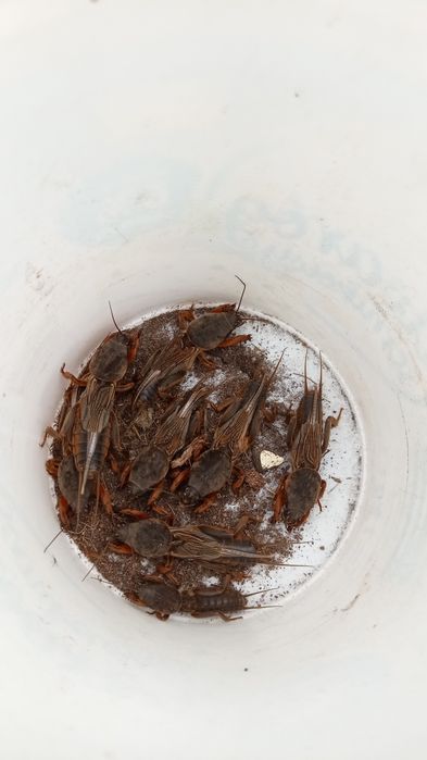 Sprzedam Turkucie Podjadki 5 sztuk.