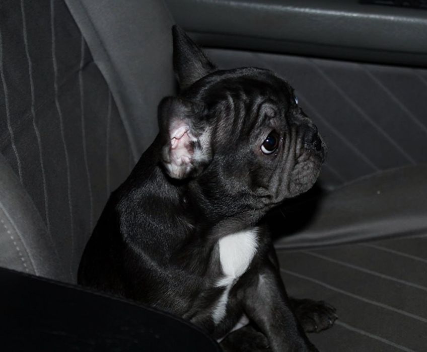 Бомбезні французики