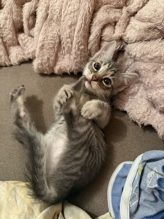 Віддам котика хлопчика