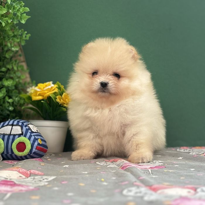 лялькова дівчинка тип ведмедика