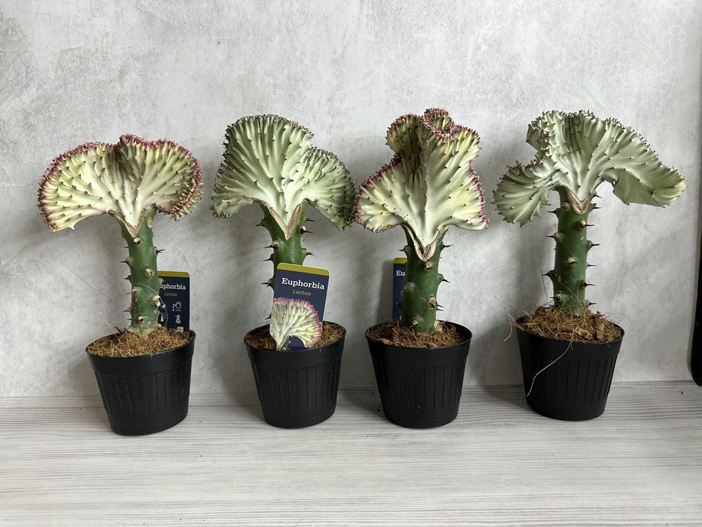 Цереус еуфорбія лактея cactus variegata  гимнокалициум cereus