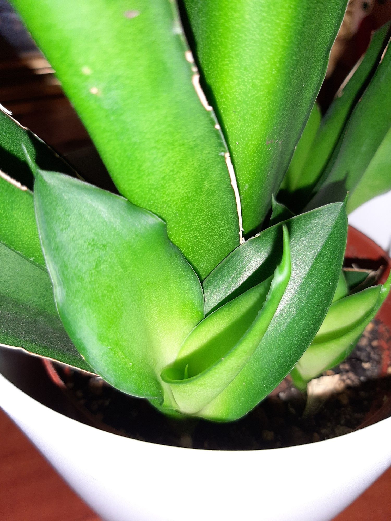 Sansevieria Star Iguana,  kolekcjonerska